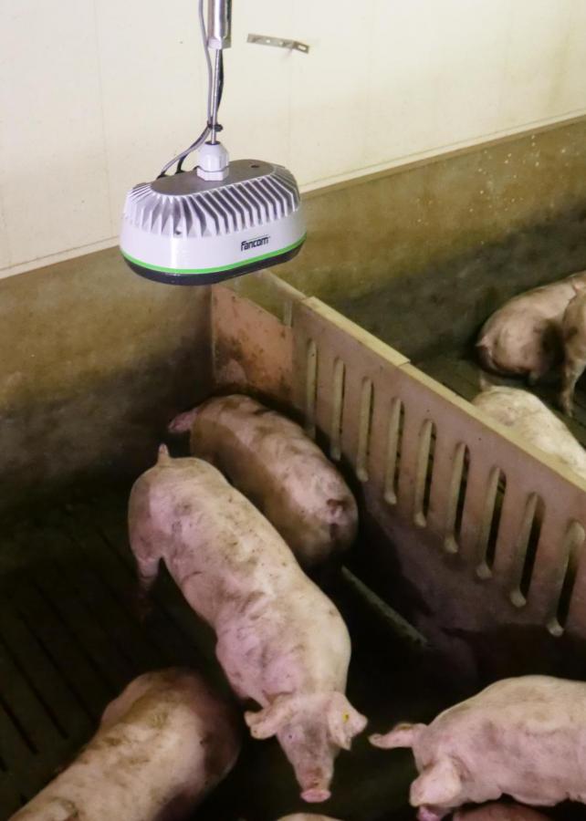 eYeGrow camera boven varkens.JPG