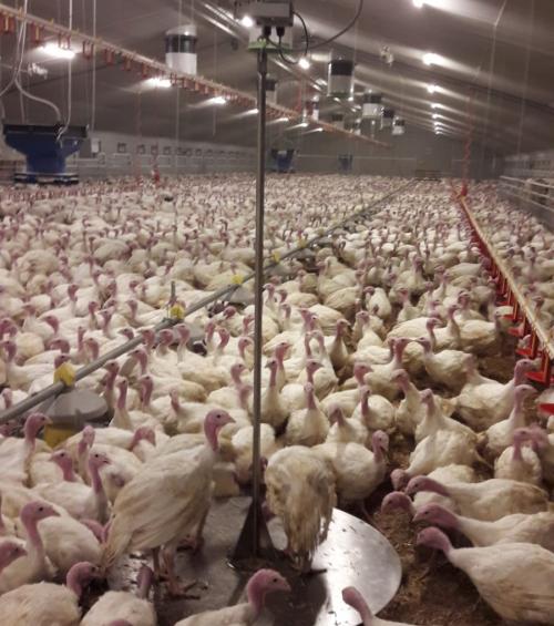 Nieuwe kalkoenenweegschaal voor betrouwbare meetresultaten