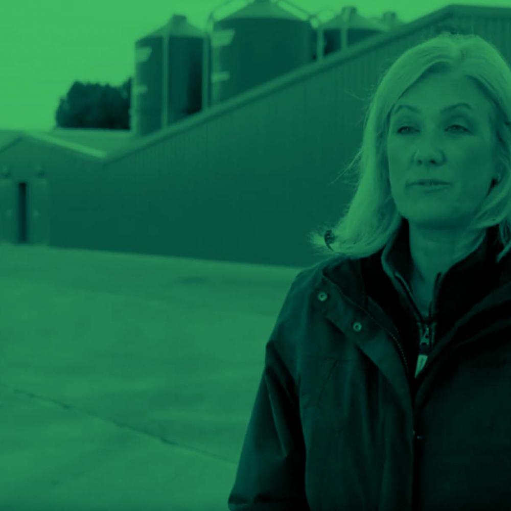 Lumina 38 geeft de vleeskuikens het klimaat dat ze verwachten