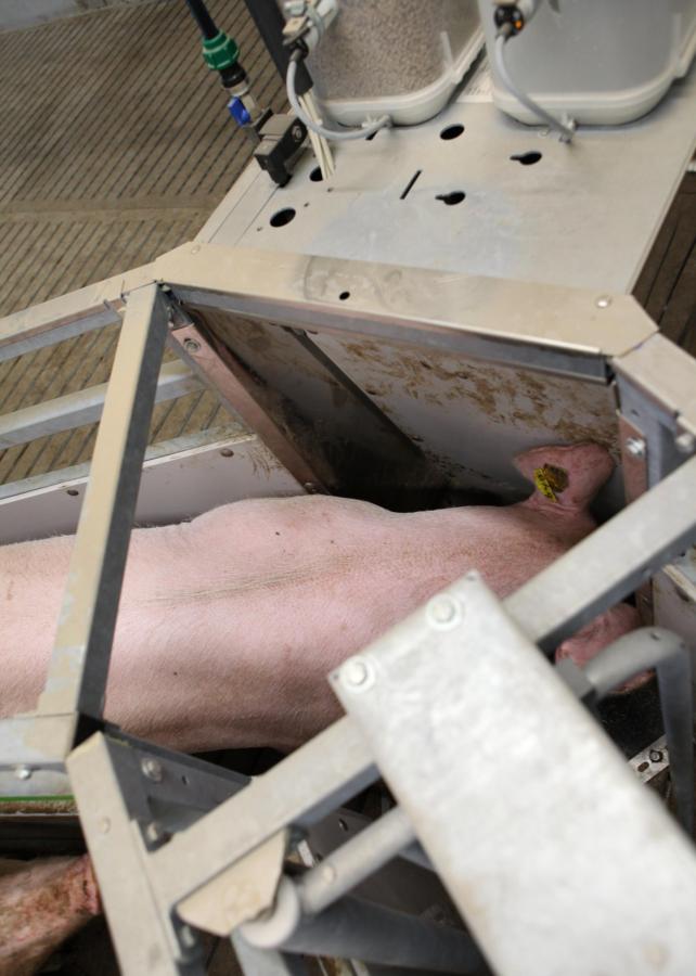 Trog in voerstation zeugen