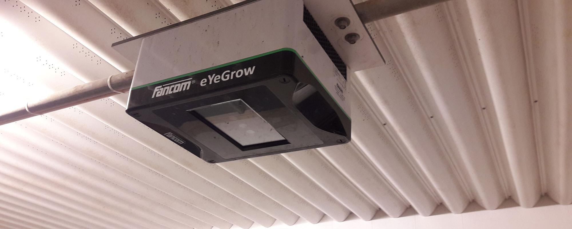 eYeGrow - permanente stressvrije weging van vleesvarkens