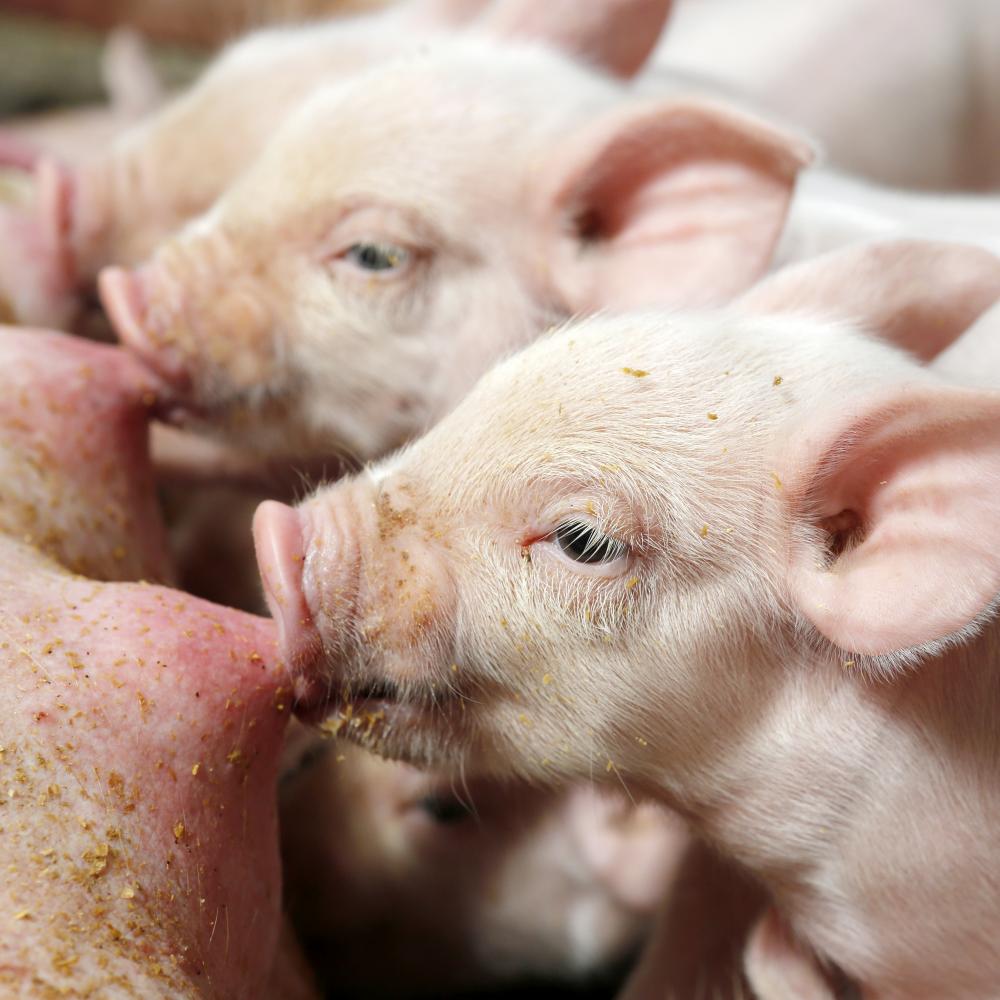 Hittestress bij varkens