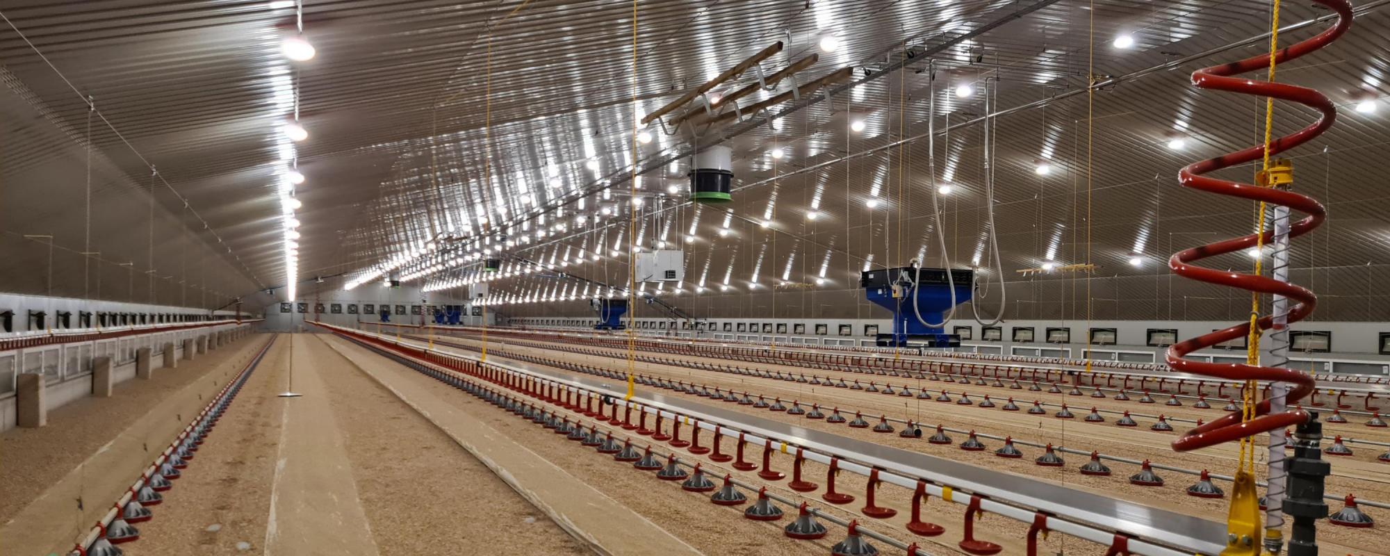 Betere dierprestaties met een flexibele lichtregeling