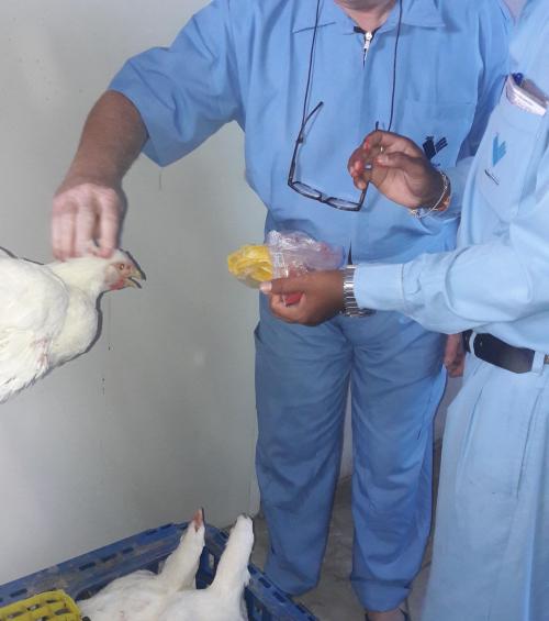 Jan Haenraets - India