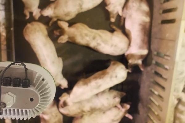 Het automatisch wegen van vleesvarkens