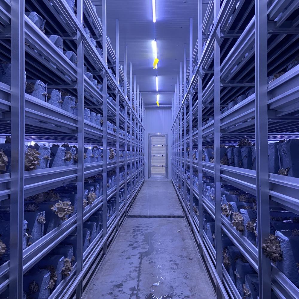 Teeltcel voor exotische paddestoelen