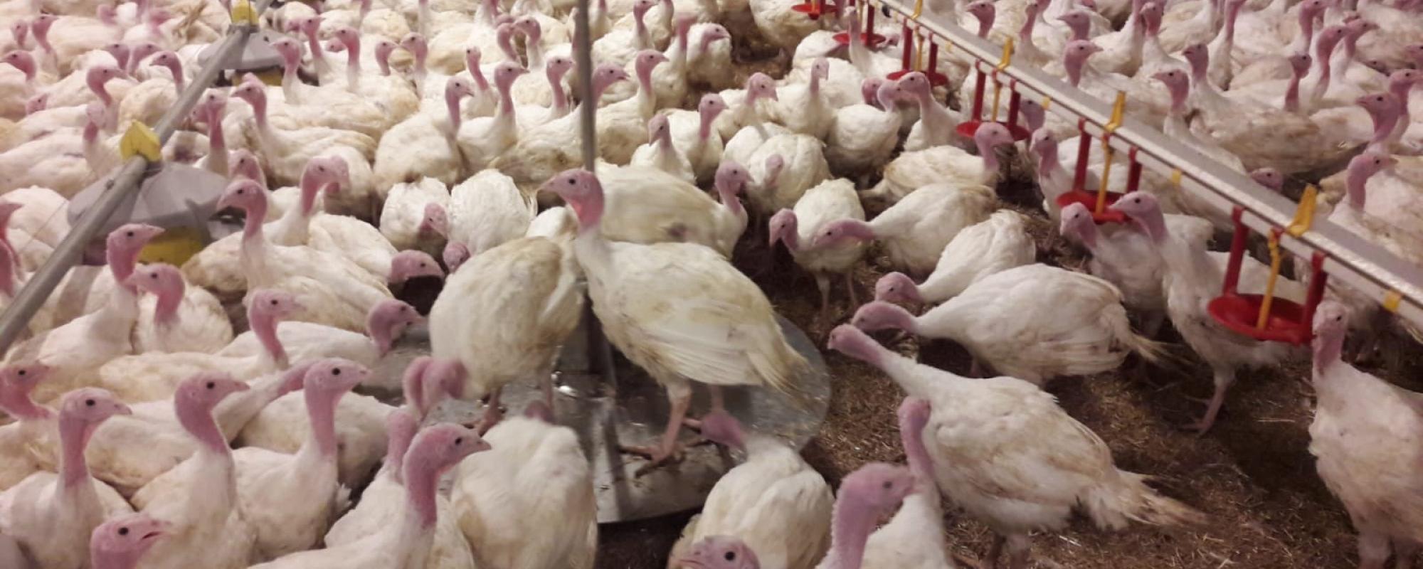 Nieuwe kalkoenenweegschaal voor betrouwbare meetresultaten