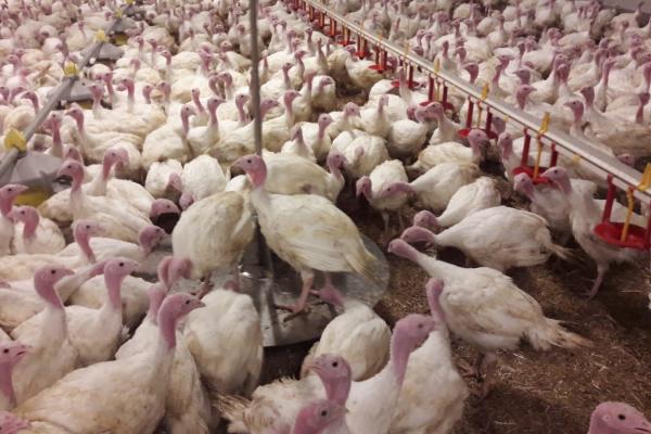 Het automatisch wegen van pluimvee