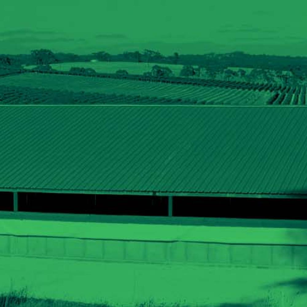 Metrowest breidt activiteiten uit in Australische varkenssector