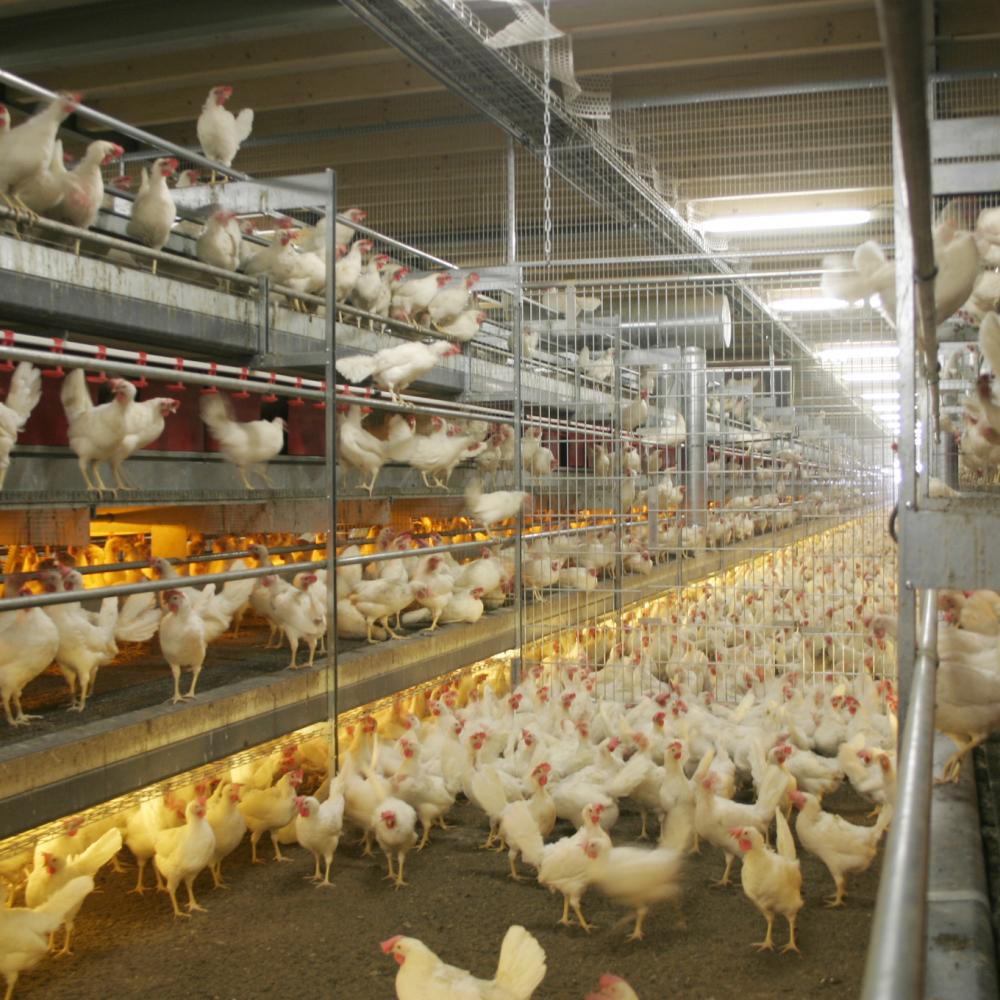 Voorkom uitval bij leghennen