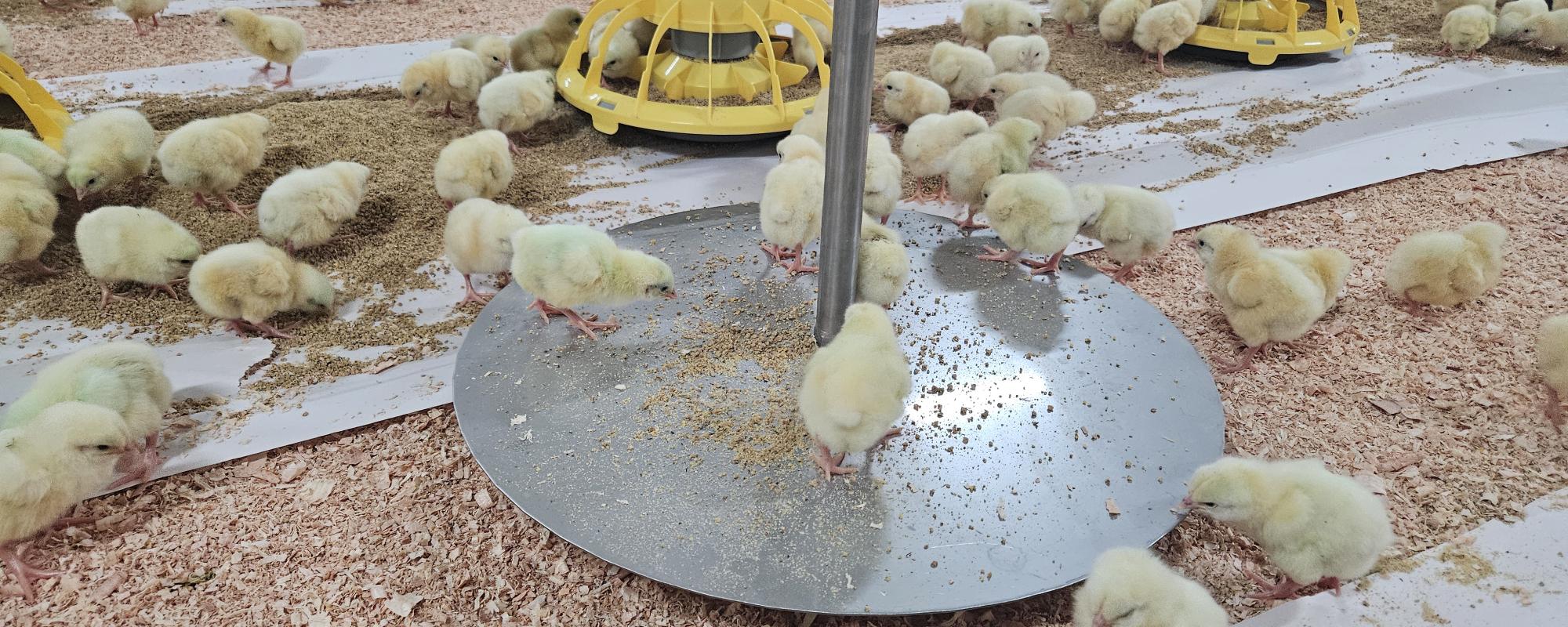 Een goede start voor 10 Zuid-Afrikaanse stallen