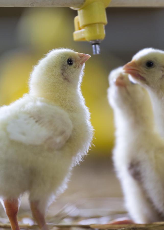 Drinkende vleeskuikens