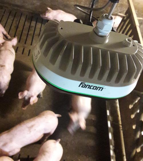 Automatisch wegen van vleesvarkens