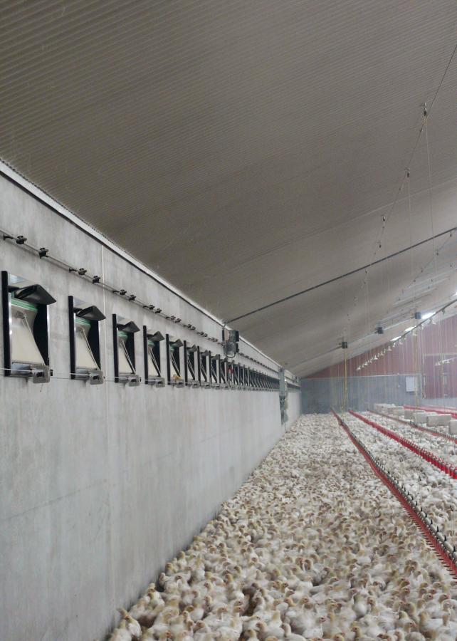 Wat is een veilige temperatuur in de stal?